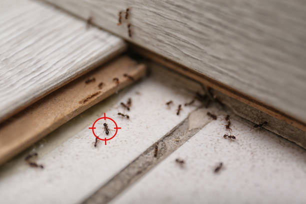 Wasp Removal Services in St Clair, MO