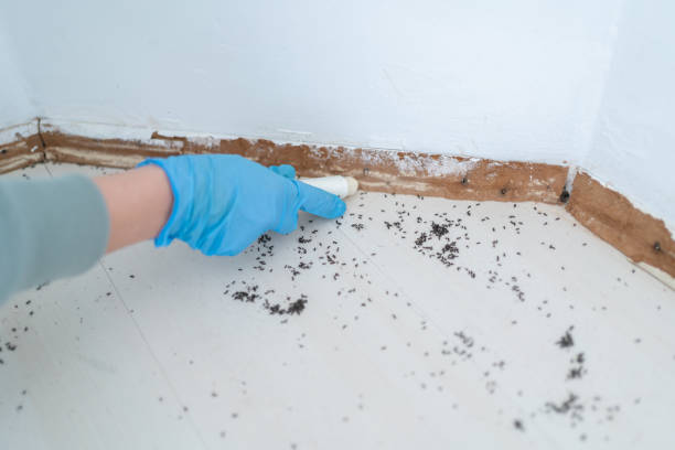 Best Ant Control Services  in St Clair, MO